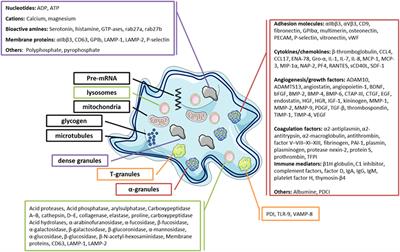 The Non-Hemostatic Aspects of Transfused Platelets